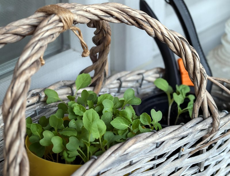 Balcony gardening tips