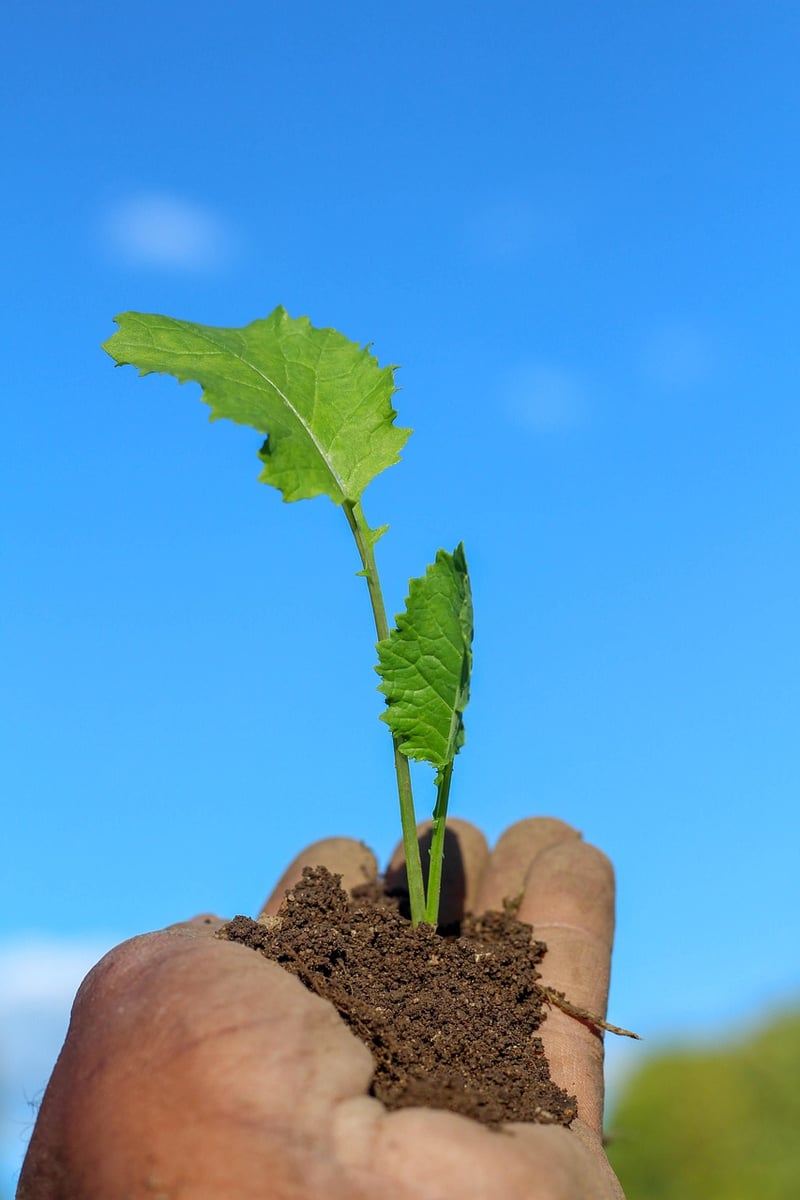 Community garden initiatives