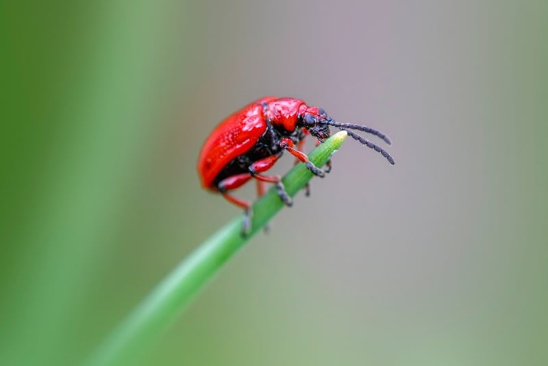 Pest prevention techniques