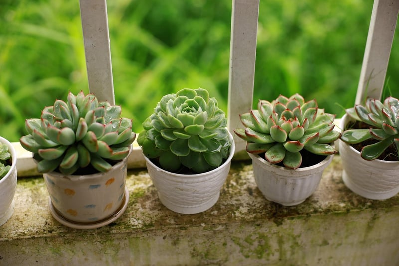 Stunning succulent arrangements