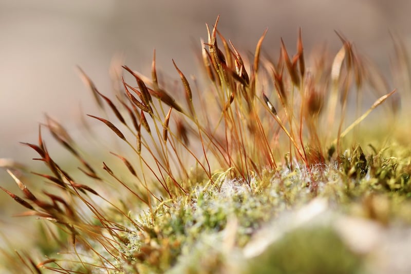 Moss Wall